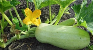 Proč cuketa chutná na zahradě hořce a co dělat